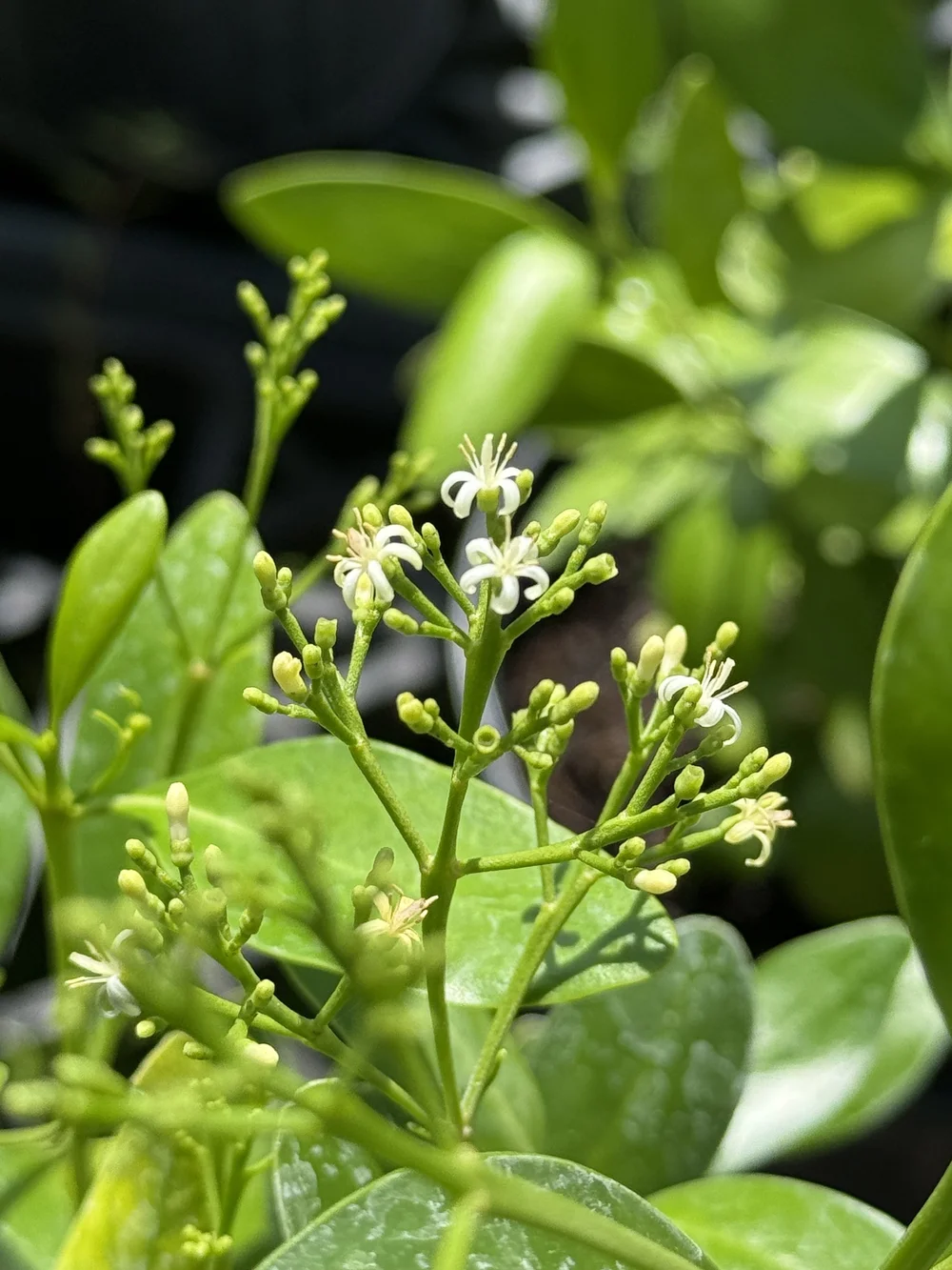 Black Torch Erithalis fruticosa — Florida Native Plants Nursery